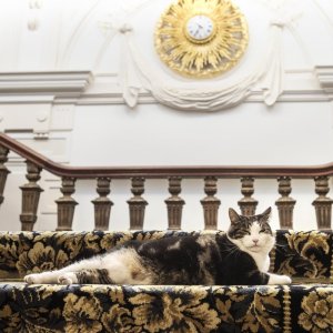 Kitty Love: Evviva i gatti!: un'immagine
