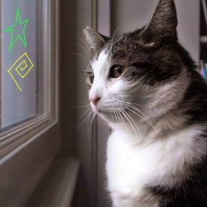 Kitty Love: Evviva i gatti!: una scena del documentario