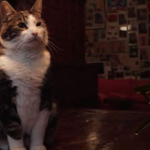 Kitty Love: Evviva i gatti!: una scena
