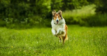 Lassie Torna A Casa 2