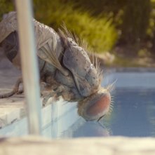 Mandibules - Due uomini e una mosca: una sequenza del film