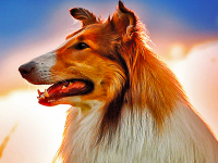Lassie torna a casa, la recensione: Il ritorno di un mito a quattro zampe