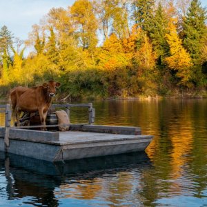 First Cow: un'immagine del film