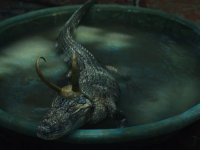 Loki: Tom Hiddleston e l'autore della serie parlano dell'Alligatore che ha rubato la scena ai protagonisti