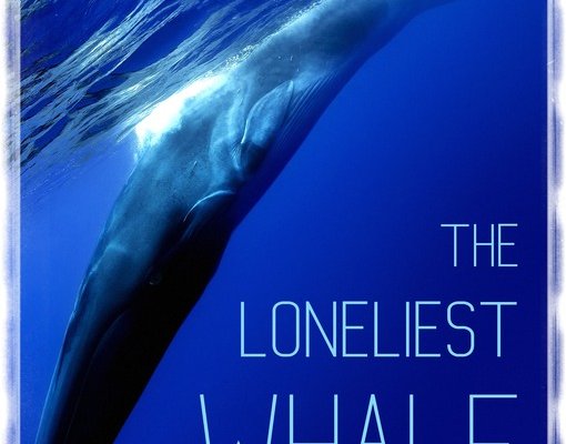 The Loneliest Whale The Search For 52 Galleria del film The Loneliest Whale: The Search for 52 (2021