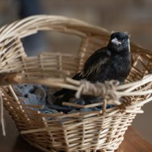 Penguin Bloom: un'immagine del film