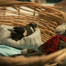 Penguin Bloom: una foto del film