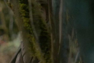 First Cow - Clip 'Saw A Cow Today'