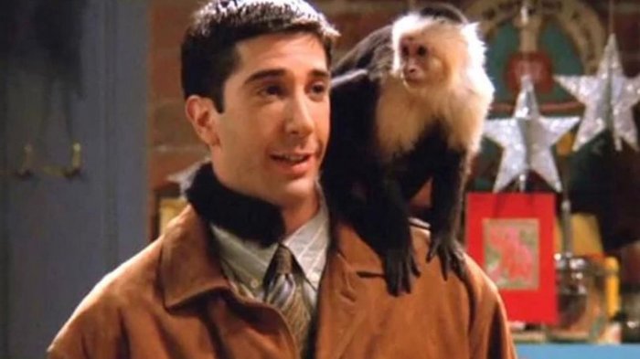 Friends: The Reunion, David Schwimmer "geloso e spregevole" secondo l'addestratore della scimmia Marcel