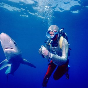 L'amica degli squali: un'immagine del film