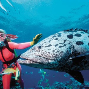 L'amica degli squali: un'immagine