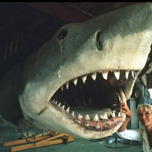 L'amica degli squali: una scena