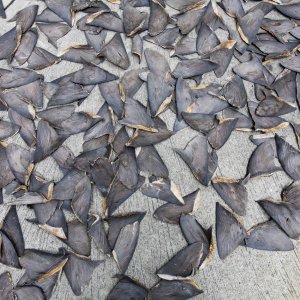 Fin - La mattanza degli squali: un'immagine