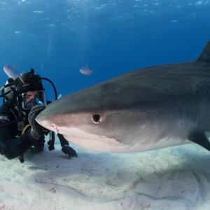 Fin - La mattanza degli squali: una scena