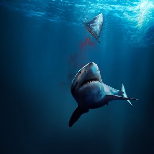 Fin - La mattanza degli squali: una scena del documentario