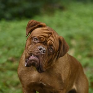 Turner e il Casinaro: il cane protagonista in un'immagine della serie