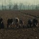 L'albero degli zoccoli: dove è stato girato il film di Ermanno Olmi?
