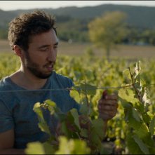 Lo sciame: un'immagine