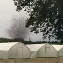 Lo sciame: una scena