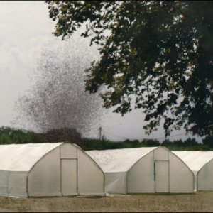 Lo sciame: una scena