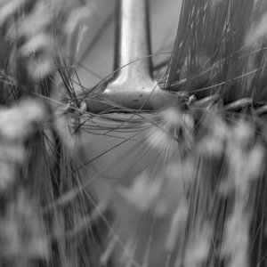 Pino: un'immagine del documentario