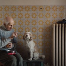 The Truffle Hunters: una sequenza