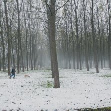 The Truffle Hunters: una scena del film