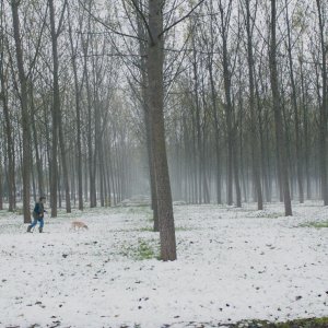 The Truffle Hunters: una scena del film