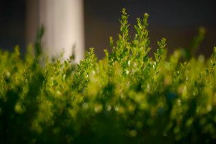 Pompei. Eros E Mito - Clip Poppea