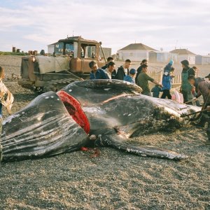 The Whale From Lorino: una sequenza