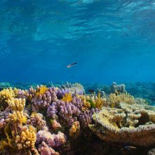 Pallino e le meraviglie della barriera corallina: un'immagine del documentario