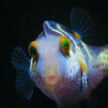 Pallino e le meraviglie della barriera corallina: una sequenza del documentario