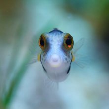 Pallino e le meraviglie della barriera corallina: un momento del documentario