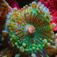 Pallino e le meraviglie della barriera corallina: una sequenza del film