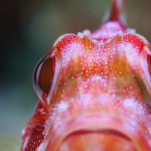 Pallino e le meraviglie della barriera corallina: un'immagine del film