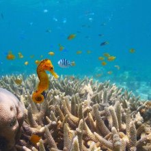 Pallino e le meraviglie della barriera corallina: un'immagine