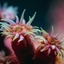 Pallino e le meraviglie della barriera corallina: una scena