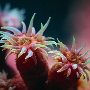 Pallino e le meraviglie della barriera corallina: una scena