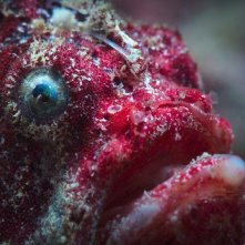 Pallino e le meraviglie della barriera corallina: una foto