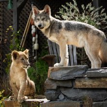 Il lupo e il leone: un'immagine di Mozart e Dreamer