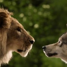 Il lupo e il leone: un'immagine di Mozart e Dreamer