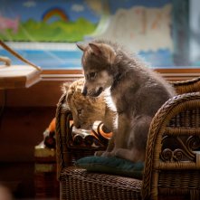 Il lupo e il leone: una scena