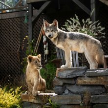 Il lupo e il leone: una sequenza