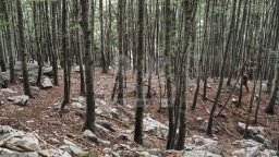 Caveman - Il gigante nascosto - Trailer