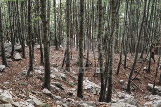 Caveman - Il gigante nascosto - Trailer