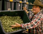 Jim Belushi ora fa il coltivatore di marijuana: 'Avrebbe potuto salvare mio fratello John Belushi'