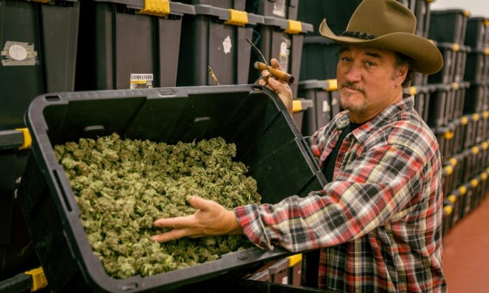 Jim Belushi ora fa il coltivatore di marijuana: "Avrebbe potuto salvare mio fratello John Belushi"