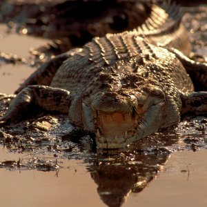 Australia del Nord - Il cuore selvaggio del pianeta: una scena