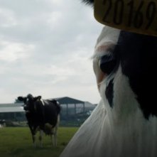 Cow: una foto del film