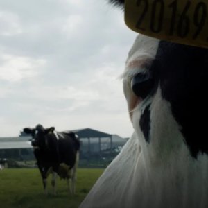 Cow: una foto del film